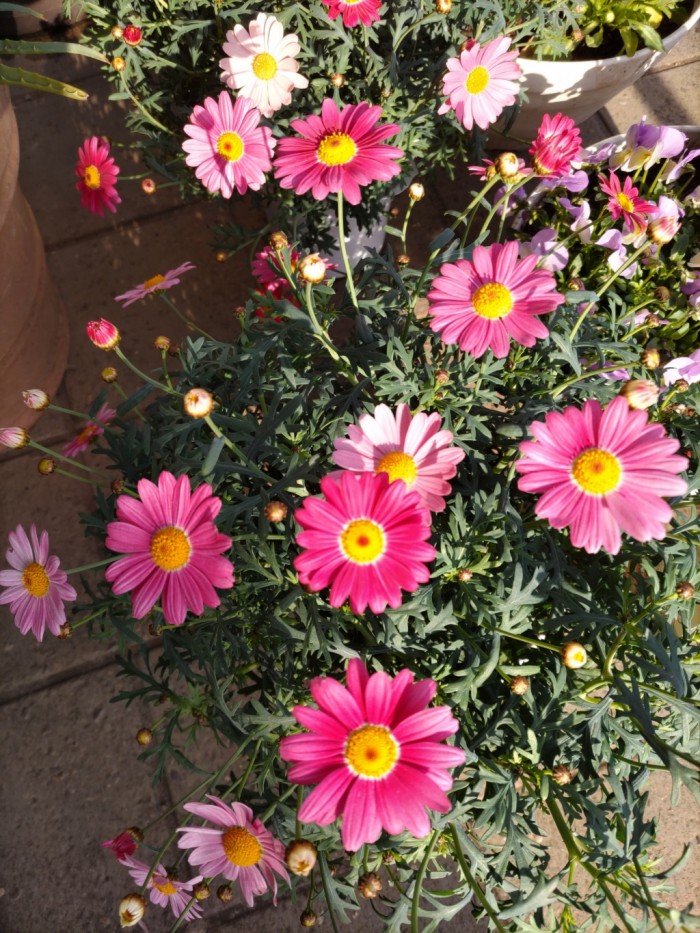 ストロベリー1 ストロベリー1